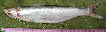 Record photograph for Clupisoma garua